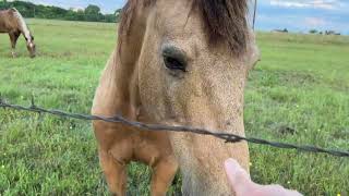 Discussing Pasture Care &amp; Weed Control For Horse Pasture