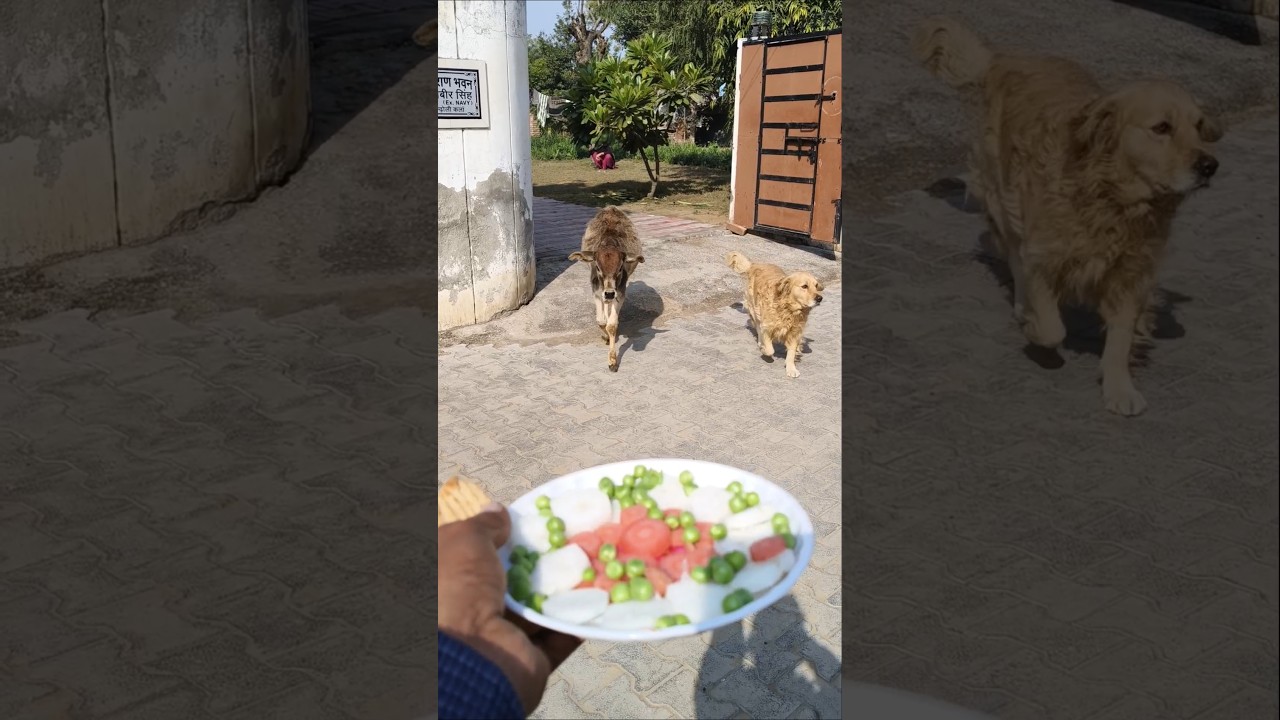 Animal Friendship Goals: Cow and Dog Edition! 🌟 