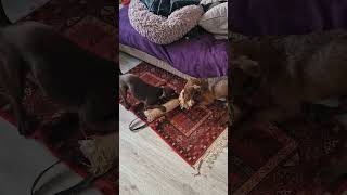 2 Patterdale Terrier Playing