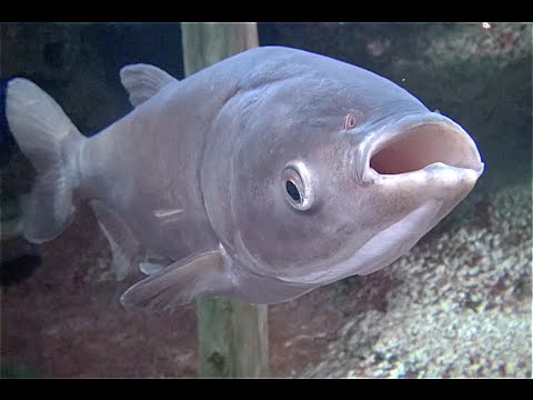 ハクレンの特徴 見分け方 写真から探せる魚図鑑 ハクレンの特徴 見分け方 写真から探せる魚図鑑