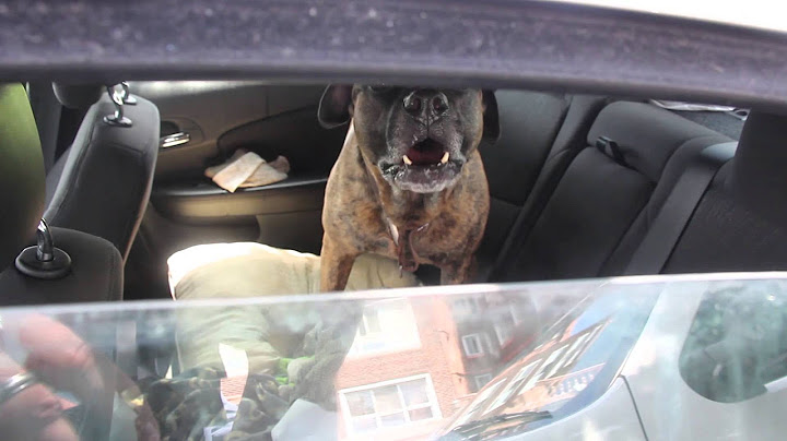 MHS Investigates a Dog Locked in a Car in the Extreme Summer Heat