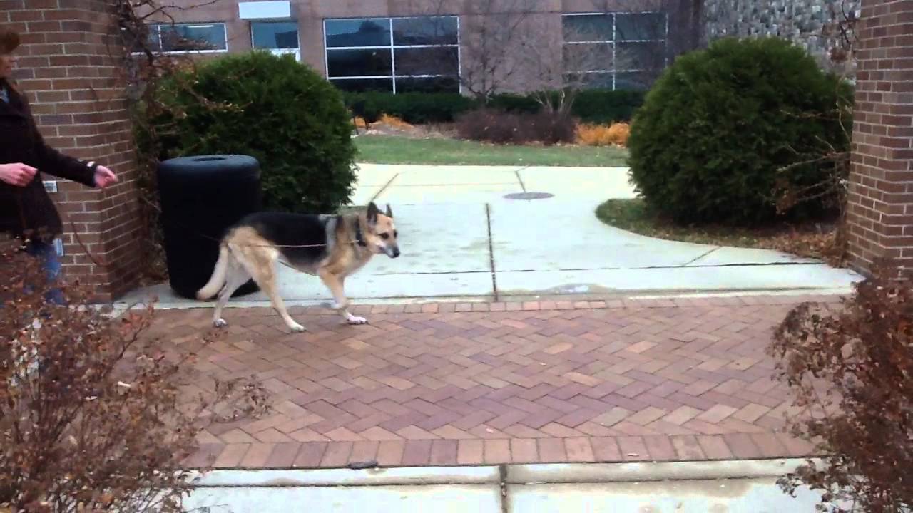 Beaner's search in garden area on campus