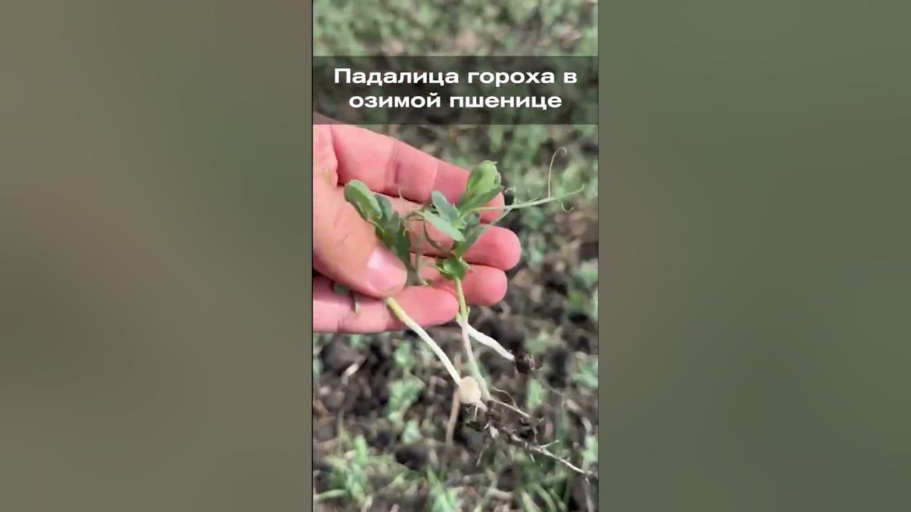 Падалица гороха в озимой пшенице - YouTube