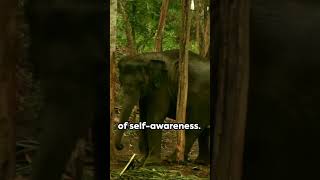 Mirror Magic: Elephants' Astounding Self-Awareness