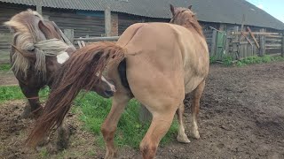 Белый Жеребец знакомится с Сивкой