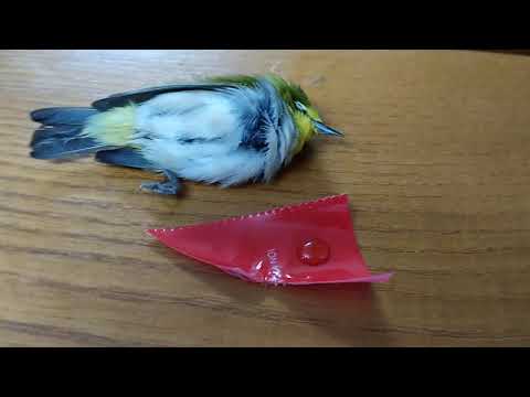 Video: Làm Thế Nào để Bắt Một Con Chim Vàng Anh