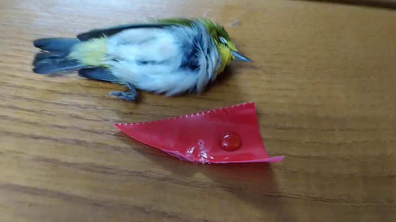 Cách chữa chim vành khuyên ốm, xù lông, phân toàn ra nước