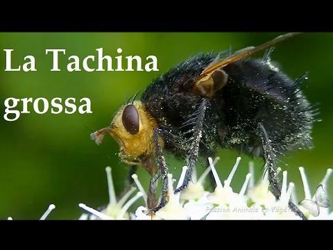 La Plus Grosse Mouche D Europe La Tachina Grossa