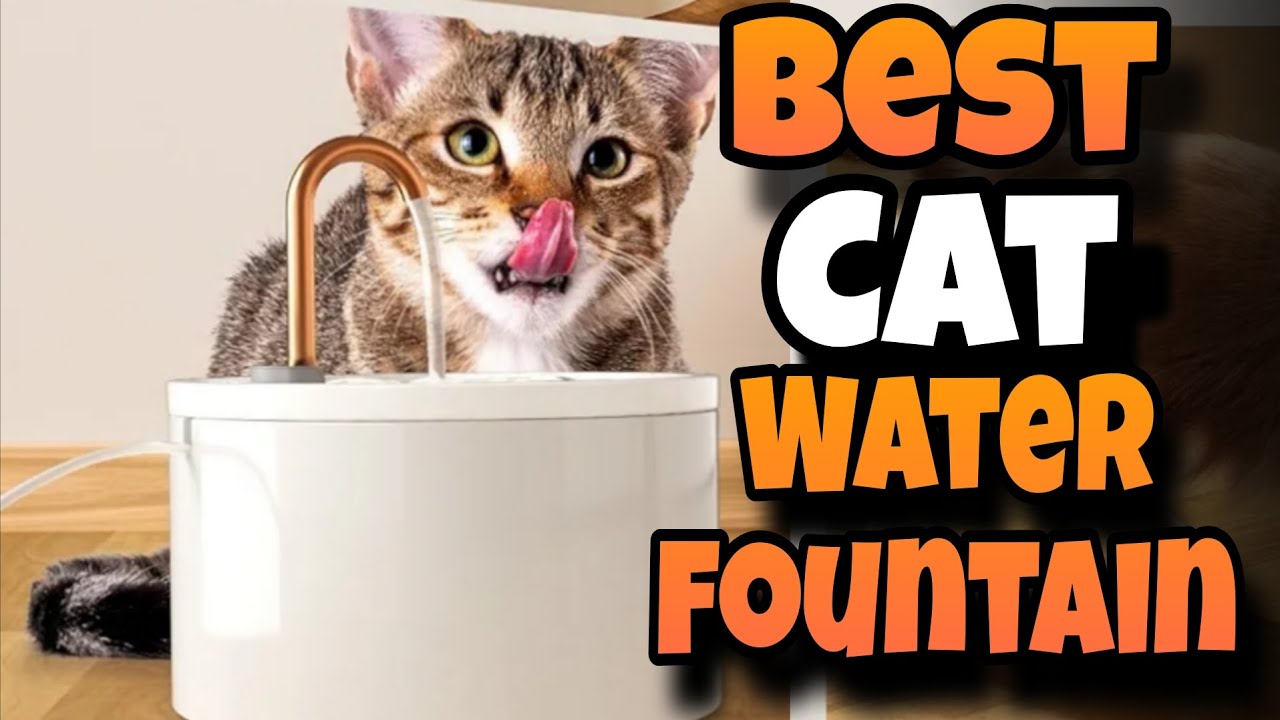 Top 3 ✅ Best Cat water fountain review in 2026-2027 
