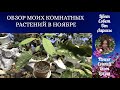 ОБЗОР МОИХ КОМНАТНЫХ РАСТЕНИЙ В НОЯБРЕ 4К