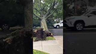 Nature’s Fury: The Most Insane Tree Falls Ever Caught on Camera!