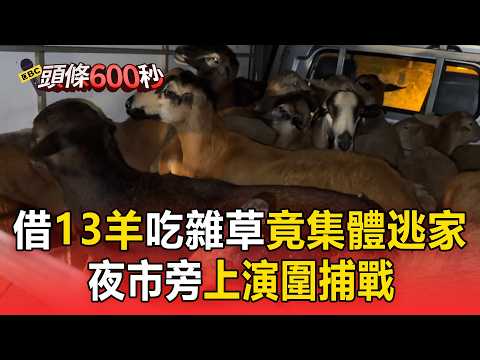借13隻羊吃雜草竟集體逃家！夜市旁上演圍捕戰民眾看傻眼【頭條600秒】