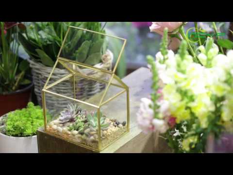 Скляний флораріум NCYP у формі будиночка з кришкою, золота рамка, 15.5×11×16 см, для сукулентів, мосаріум, видео 1