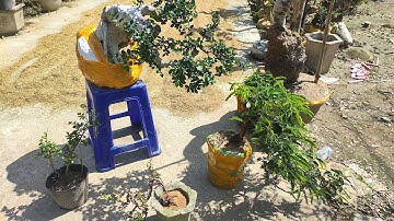 Sáng 6.12 Zalo 0359540980 gl cây cảnh các loại giá rẻ bao síp toàn quốc 