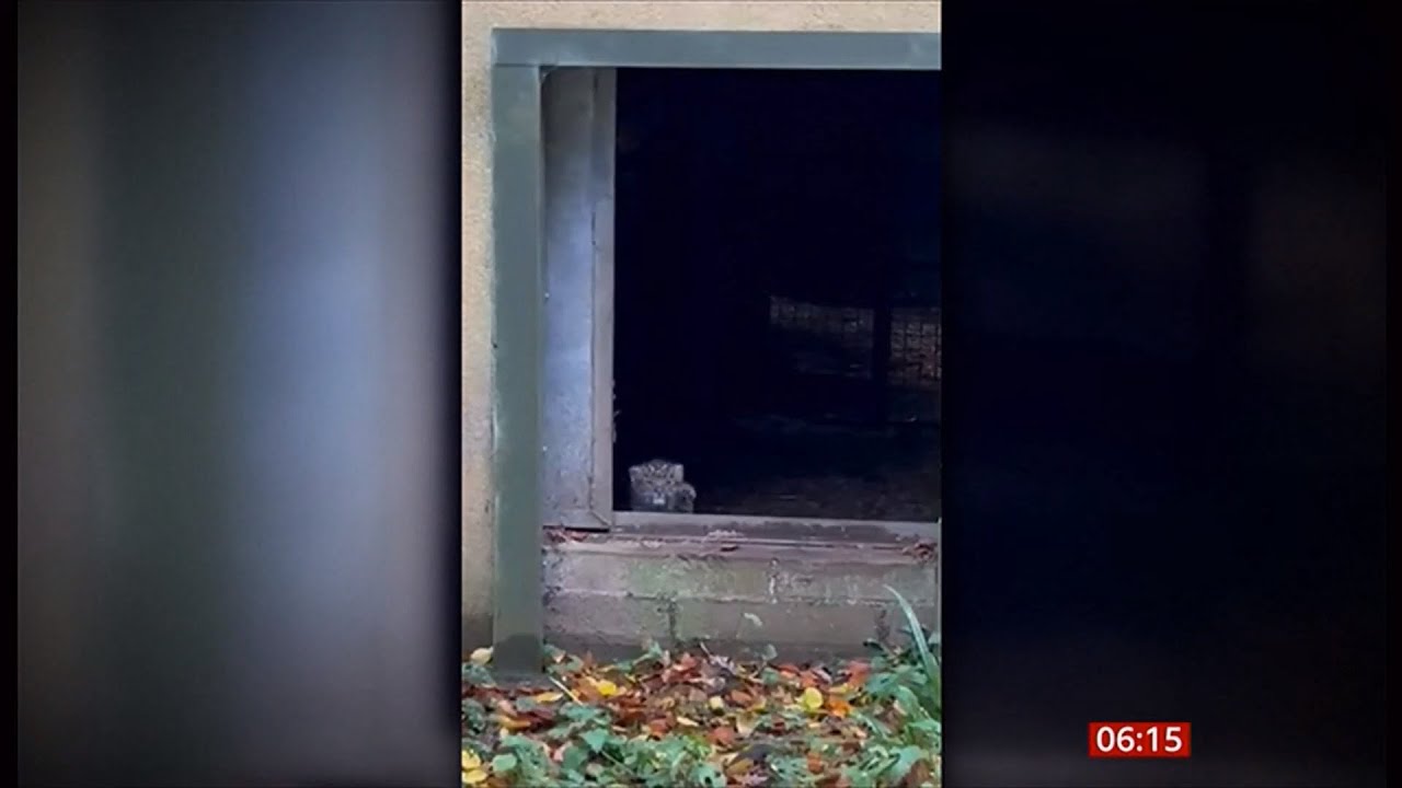 Rare new leopard cub arrival at Dartmoor Zoo marks major step for global conservation (UK)