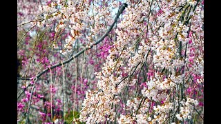 Weeping cherry blossom in Kyoto