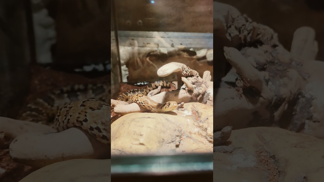 Hydra My New False Water Cobra 