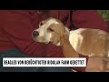 Beagles von berüchtiger Ridglan Farm gerettet
