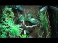 Beheizung und Befeuchtung im Terrarium.mp4