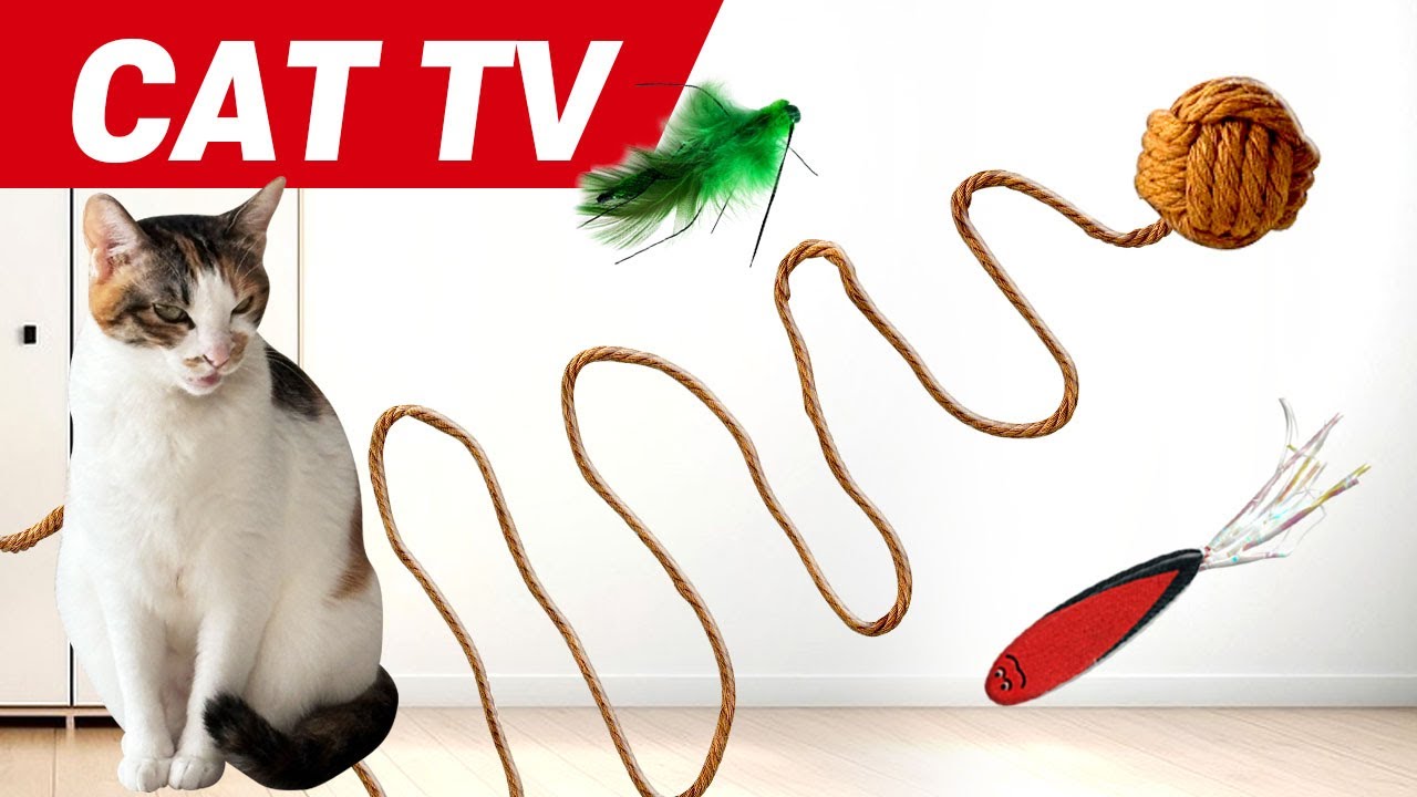 고양이가 좋아하는 영상 4시간❤️5분마다 바뀌는 공, 노끈, 벌레 장난감😺외출 취침시 TV나 스마트폰으로 틀어주세요❤️CAT TV