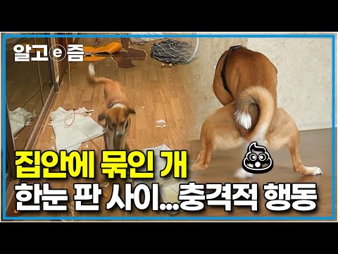 말릴 수 없는 에너지에 집안에 <strong>묶인</strong> <strong>채</strong> 살아야 했던 강아지와 설채현에 혼난 보호자들│세상에 나쁜 개는 없다│알고e즘