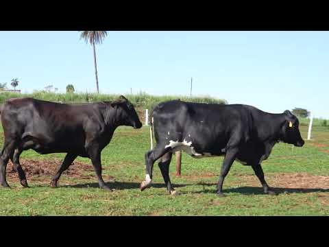 LOTE 47 1475CM   3224CP