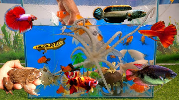 Tổng hợp các video cá cảnh đẹp, động vật dễ thương, bạch tuộc khổng lồ, cá lau kiếng, ếch, cá vàng