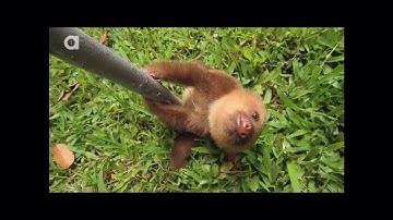 WhAt DoEs A sLoTh SaY??