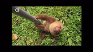 WhAt DoEs A sLoTh SaY??