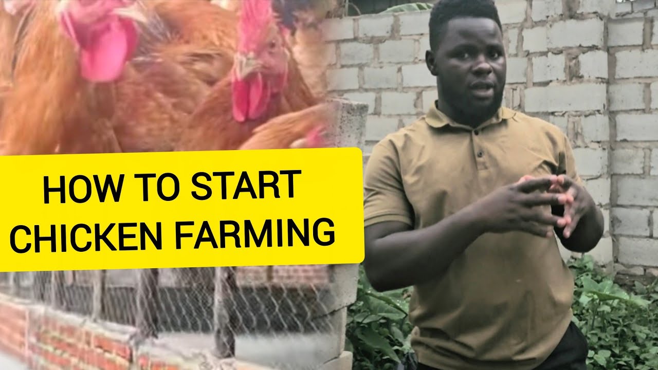 TIPS ON HOW TO START CHICKEN FARMING/chicken farming in my compound @ugconnect  #chickenfarming 