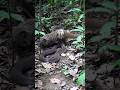 Capture de la vidéo Mongoose Attacks – Cobra Strikes Back! #Naturelovers #Snake #Animallovers #Wildanimals #Wildlife