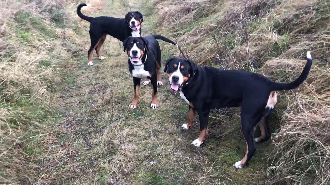 Große Schweizer Sennenhunde vom Kaiserblick - Spaß auf der Abendrunde :) Greater Swiss Mountain Dog