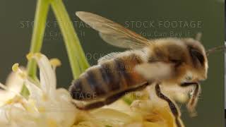 Bee collecting pollen from a flower of the tree