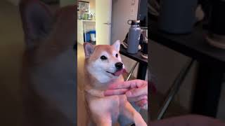 Shiba Says Owner is Doing Trick Wrong