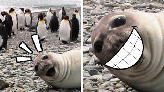 Funny Fat Seals Compilation T H I C C