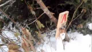 On the trap line in Newfoundland
