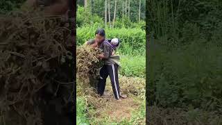 A 17-year-old single mother and her two children went to harvest green onions to sell