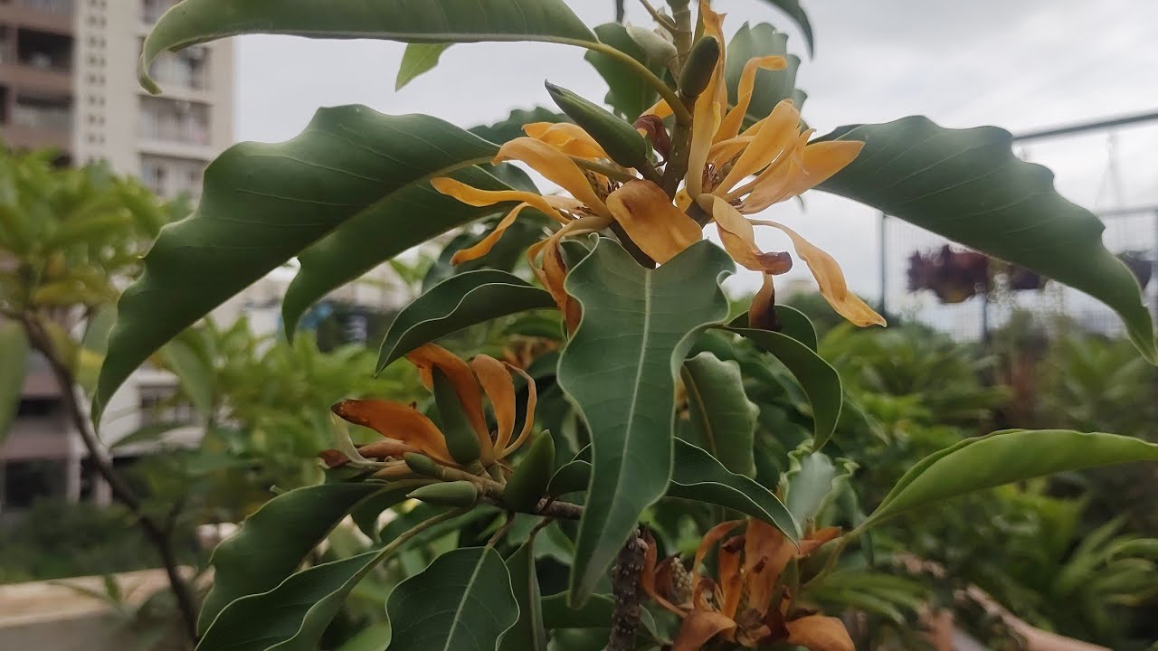 Magnolia champaca...Son Champa...Son Chafa..A fragrant flowering plant