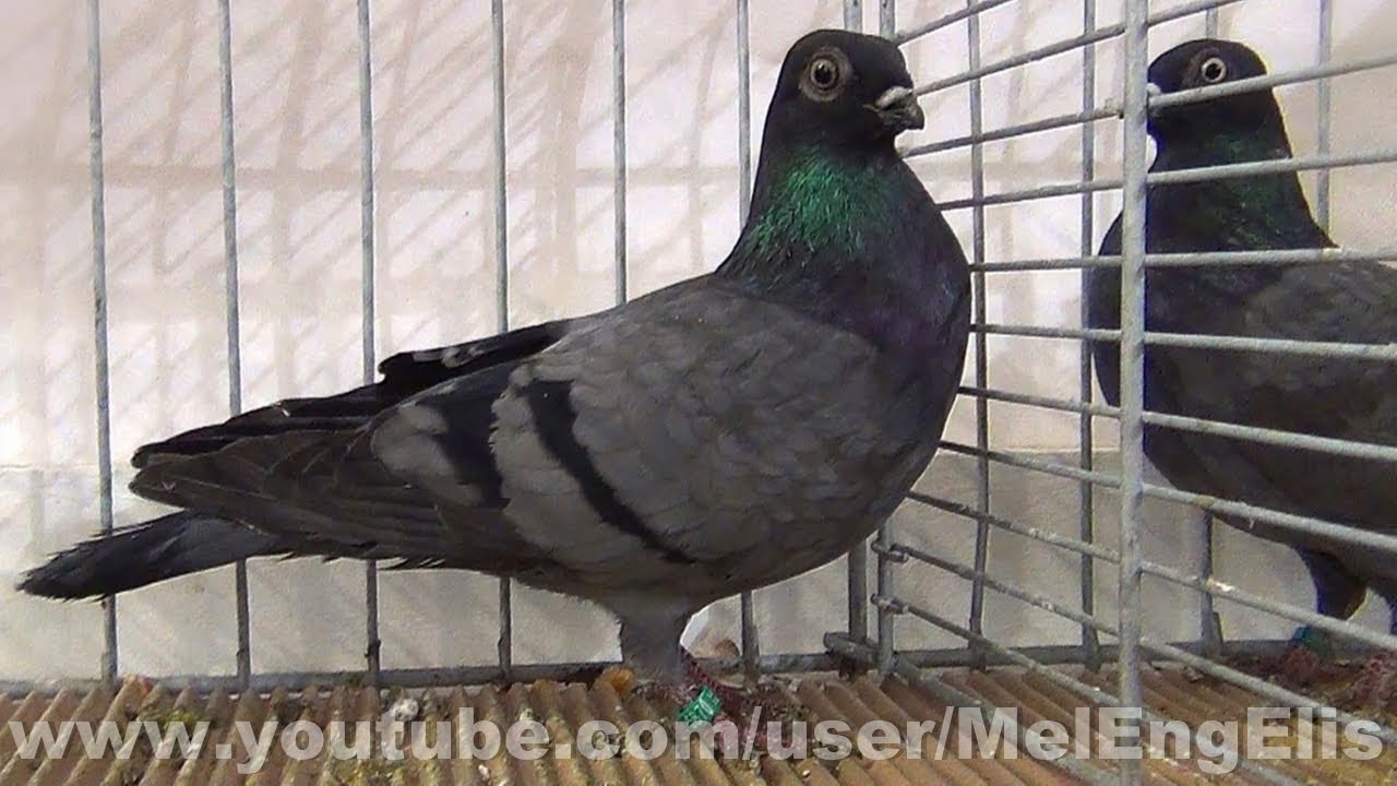 Bleu d'Eger - Erlau Tumbler Pigeon - Erlauer Tümmler Tauben - Volteadora de Erlau - Capitombolante