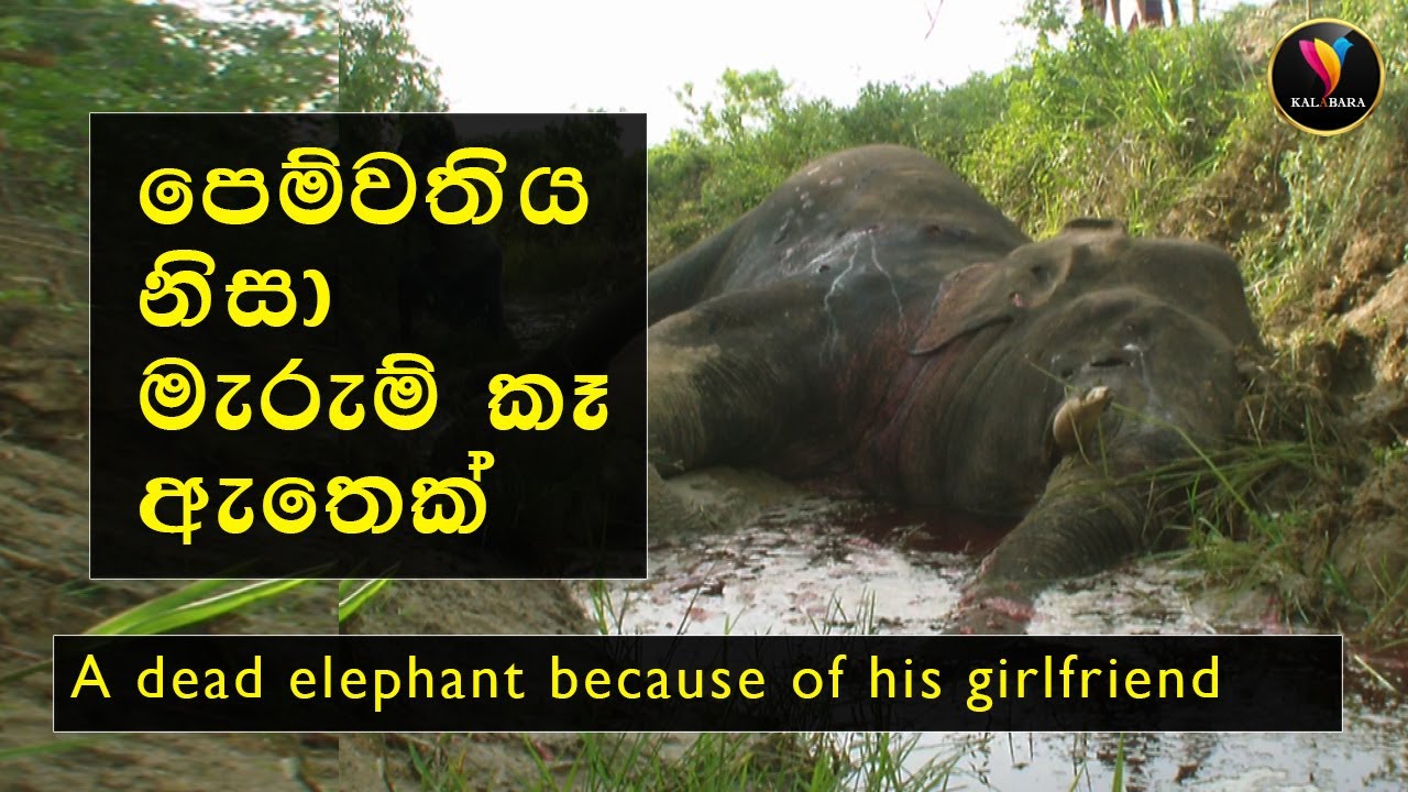 පෙම්වතිය වෙන්වෙන් මැරුම් කෑ ඇතෙක් _ An elephant that died because of