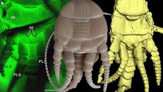 VFX Breakdown: Chimerarachne yingi (Maya, Nuke, 3D Tracking & Rigging)
