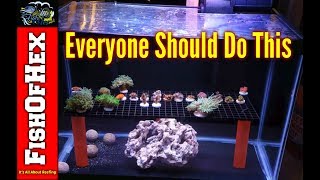 How To Setup A Coral Quarantine Tank | It Saved My 300 Gallon Reef