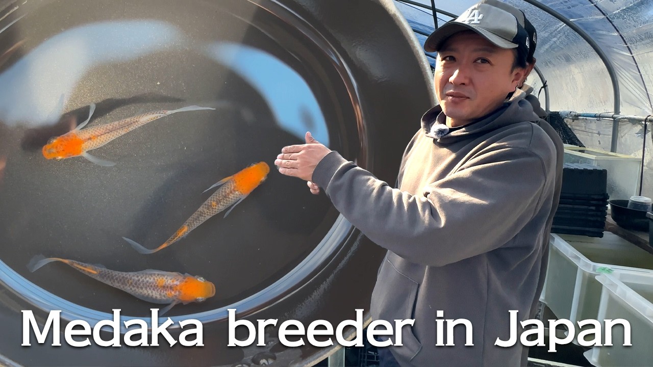 Экскурсия по японским фермам по разведению медаки (рисовой рыбы)Как их воспитывают