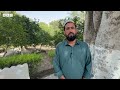 افغانستان کې د خورما د بڼوالۍ وده