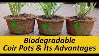 Biodegradable Coir Pots & Their Advantages: Cocopeat Pots, Eco-Friendly Pots for Healthy Plants.