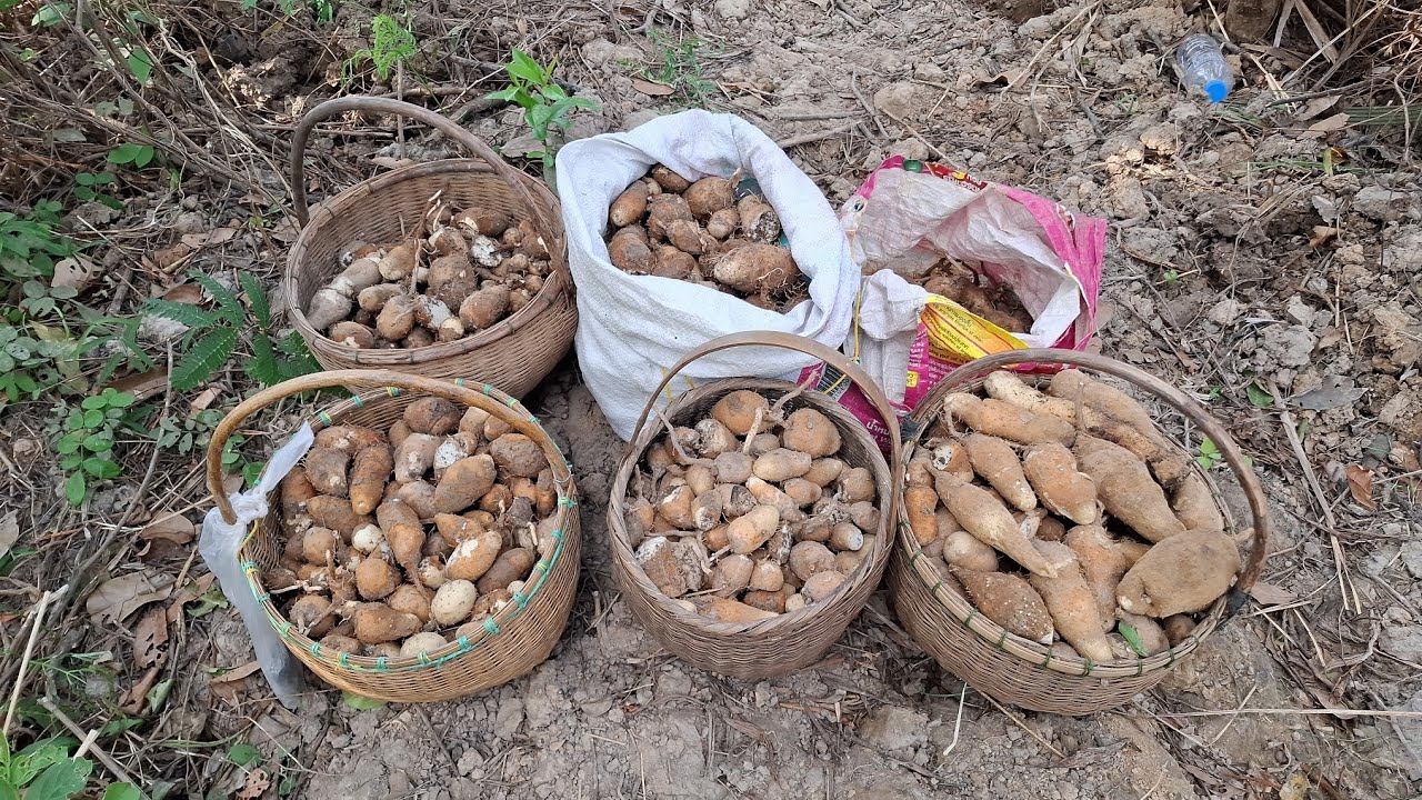 หมานคักหมานแน่ปู่เอ้ย 🥔🥔🥔มันแซงป่า
