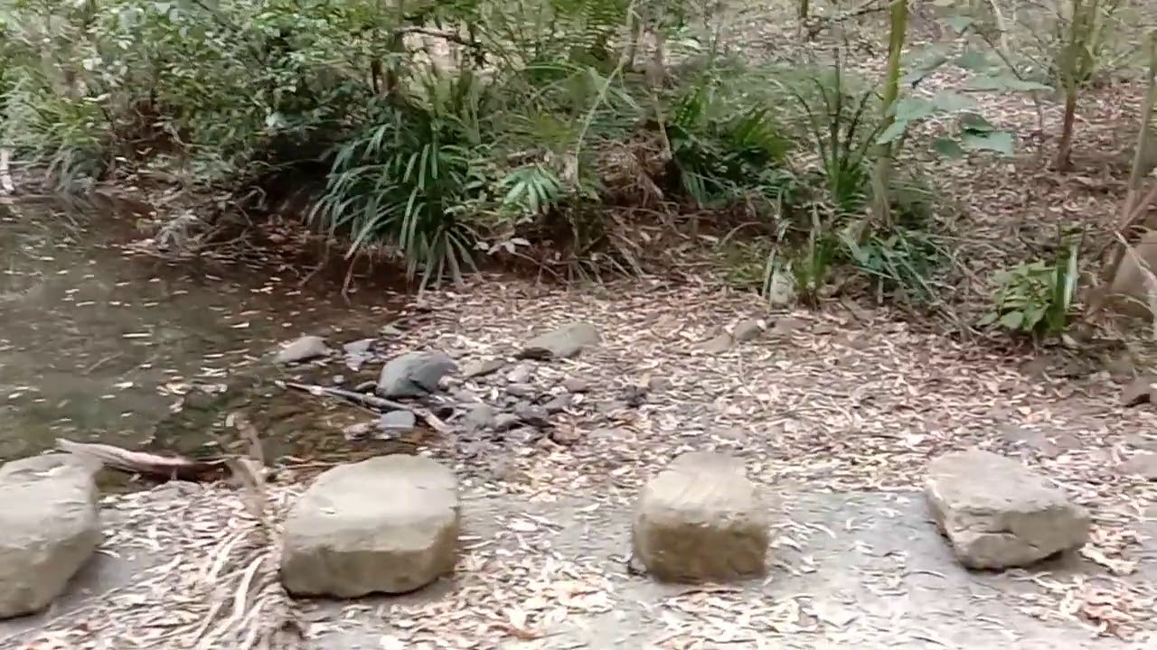 Beechmont Yowie Bigfoot Hairyman Junjudee Sasquatch Yeti Search Sighting Encounters Reports