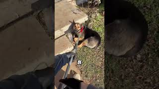 Download Lagu Someone Reported This Dog as Dangerous🐶🚨 MP3