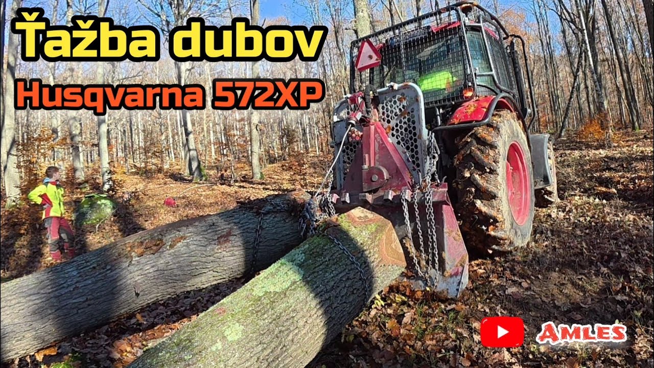 Вырубка толстых дубов на склоне | Последние лоты на аукционе по продаже древесины | Amles, Husqvarna