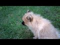 German Spitz Mittel puppy starting to learn recall の動画、YouTube動画。